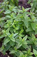 Image result for Mint Plant Leaves