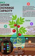 Image result for Cation Exhange Plant Root