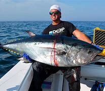 Image result for Bluefin Fish