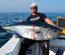 Image result for Bluefin Tuna Fin