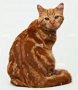 Image result for Dappled Red Cat