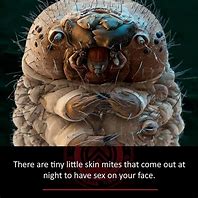 Image result for Human Body Mites