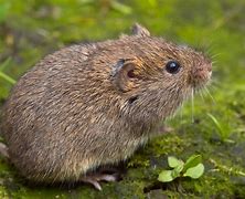 Image result for Animals Vole Jaw