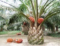 Image result for KELAPA SAWIT Jengka