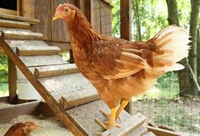 Image result for Chicken Coop