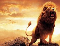 Image result for Roaring Angry Lion Wallpaper