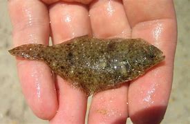 Image result for Baby Alive Flounder