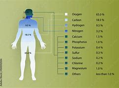 Image result for Mineral Supplements for Humans