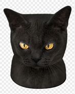 Image result for Black Cat Head Icon