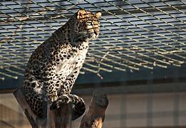 Image result for Java Leopard