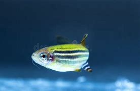 Image result for Neon Aquarium Fish