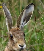 Image result for English Hare