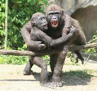 Image result for Human-Like Behavior in Animals