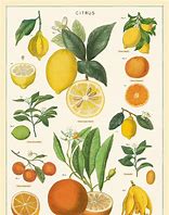 Image result for Citrus Stickers