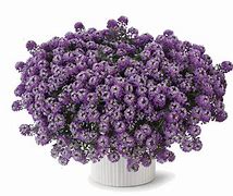 Image result for Lobularia Plant