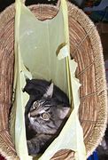 Image result for Top Cat Trash