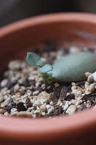 Image result for Baby Jade Plant