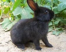 Image result for Amami Rabbit