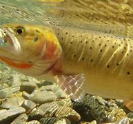 Image result for Trout Swimming