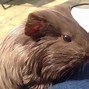 Image result for Long Hair Guinea Pig