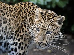 Image result for North Chinese Leopard Roar