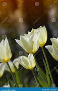 Image result for Springtime Tulips