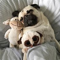 Image result for Baby Pugs Sleeping