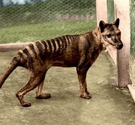 Image result for Thylacine