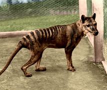 Image result for Thylacine Tiger