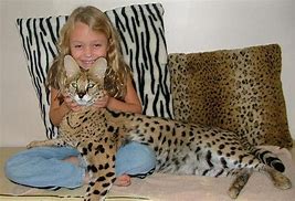 Image result for Serval Cat One Year Old