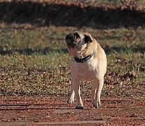 Image result for Pug Dog Barking