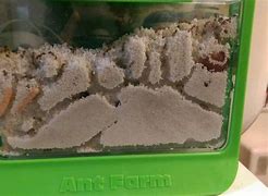 Image result for Real Ant Farm