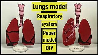 Image result for Asthma and COPD 3D Figures