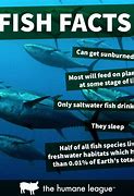 Image result for 7 Facts About Fish