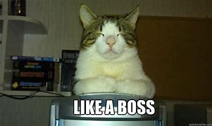 Image result for Like a Boss Cat Meme