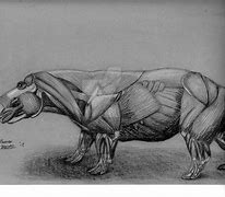 Image result for Hippo Anatomy