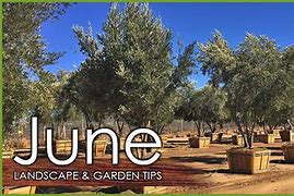 Image result for June Landscape