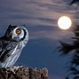 Image result for Hollow Owl Stautes