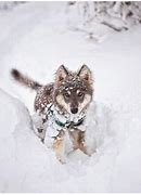 Image result for Baby Wolf Husky Snow