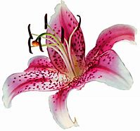 Image result for Pics of Stargazer Lilly