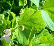 Image result for Wild Kidney Bean Plant