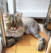 Image result for Cat Lion Haircut