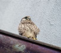 Image result for Kestrel Falconry