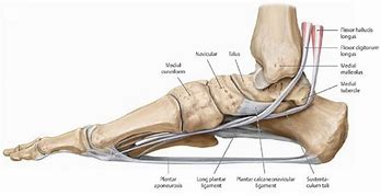 Image result for Foot Arch Images