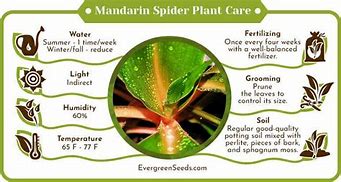 Image result for Mandarin Spider Plant Leaf Have Brown Streaks