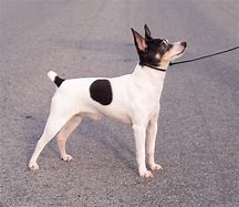 Image result for Toy Fox Terrier