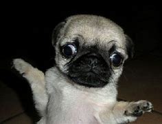 Image result for Pugs Doing Funny Things