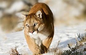 Image result for Mountain Lion Calendar