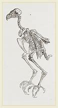 Image result for Skeleton Hawk Talons