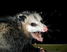 Image result for Possum Eyes